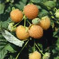 Rubus idaeus 'Twotimer® Gelbe Sugana®'