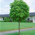 Tilia cordata 'Green Globe'