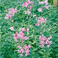 Saponaria officinalis