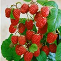 Rubus idaeus 'Twotimer® Sugana®'