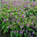 Pulmonaria saccharata 'Mrs Moon'