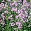 Saponaria officinalis 'Plena'