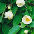 Stewartia pseudocamellia