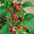 Rubus idaeus 'Willamette'