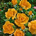 Rosa 'Amber Queen'®