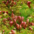 Sarracenia psittacina