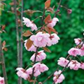 Prunus cerasifera 'Pleniflora'