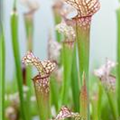 Sarracenia 'Velvet'