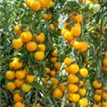 Solanum lycopersicum 'Tumbling Tom Yellow'