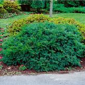 Taxus cuspidata 'Emerald Spreader'®