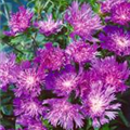 Stokesia laevis 'Purple Parasols'