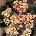 Sedum telephium 'Xenox Yellow'®