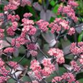 Sedum telephium 'Xenox'®