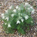 Pulsatilla vulgaris 'Alba'