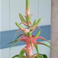 Tillandsia fasciculata 'Samantha'