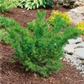 Taxus x media 'Densiformis'