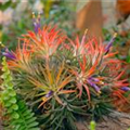 Tillandsia ionantha