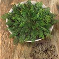 Selaginella lepidophylla