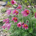 Pulsatilla vulgaris 'Rosen Glocke'