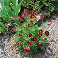 Pulsatilla vulgaris 'Rote Glocke'