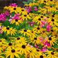 Rudbeckia fulgida var. sullivantii 'Little Goldstar'