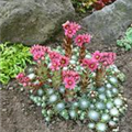 Sempervivum arachnoideum 'Rheinkiesel'