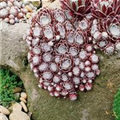 Sempervivum arachnoideum 'Rubrum'