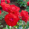 Rosa 'Olympisches Feuer 92'®