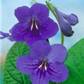 Streptocarpus Marleen