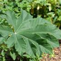 Tetrapanax papyrifer