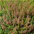 Teucrium chamaedrys 'Nanum'