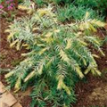 Torreya nucifera