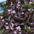 Strobilanthes anisophyllus 'Brunetthy'