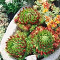 Sempervivum 'Grünspecht'