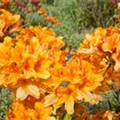 Rhododendron molle 'Christopher Wren'