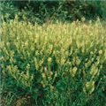 Teucrium scorodonia 'Crispum'