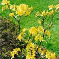 Rhododendron molle 'Lemon Lights'