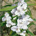 Tradescantia andersoniana 'Alba Major'