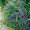 Tradescantia andersoniana 'Blue Stone'