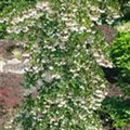 Styrax japonicus 'Fragrant Fountain'