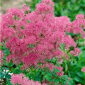 Thalictrum aquilegifolium 'Thundercloud'