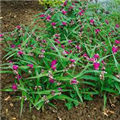 Tradescantia andersoniana 'Karminglut'