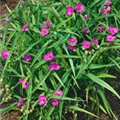 Tradescantia andersoniana 'Rubra'