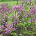 Thalictrum delavayi 'Splendide'®