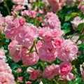 Rosa 'Bonica 82'®