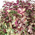 Tradescantia zebrina 'Rainbow Hill'