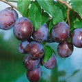 Prunus domestica subsp. domestica 'Ersinger Frühe'