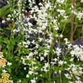 Thalictrum delavayi 'Splendide White'®