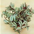 Tradescantia zebrina 'Silver Sicilian'