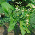 Sagittaria sagittifolia 'Flore Pleno'